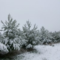 Foto de La Jamula de baza