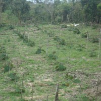 Foto: Plantío de Naranjilla - Puyo