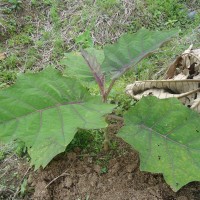 Foto: Planta de naranjilla - Puyo
