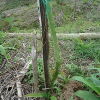 Foto: Planta de pitajaya - Puyo