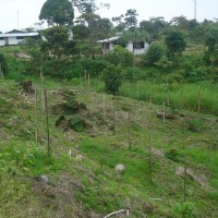 Foto: Plantio de naranjilla y pitajaya. - Puyo