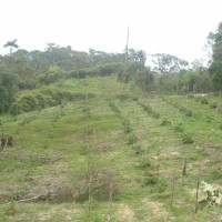 Foto: Plantio de pitajaya con naranjilla comuna - Puyo