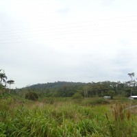 Foto: Paisaje - Puyo