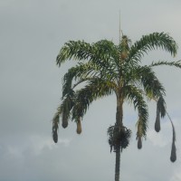 Foto: Arbol de chontaduro. - Shell
