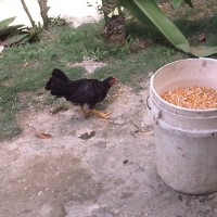 Foto: Gallinas al amanecer - Moca