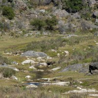 Foto de Taninga