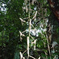 Foto: Orquídea - Shell