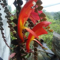 Foto: Flor Cobra - Shell-Te Zulay
