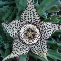 Foto: Flor de kactus - Shell