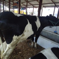 Foto: Ternera de raza lechera - Puyo