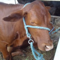 Foto: Santa gertrudis - Puyo