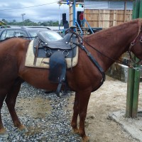 Foto: Caballo ensillado - Puyo