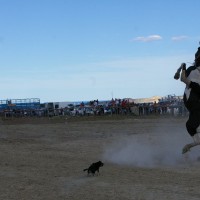 Foto: tradicion argentina -jineteadas- - Ciudadela (Rivadavia)