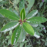 Foto: Lechero - Bayushig