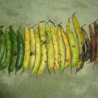 Foto: Frejol - Bayushig