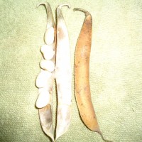 Foto: Frejol - Bayushig