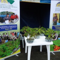 Foto: Consejo Provincial plantas de naranjilla - Simón Bilívar