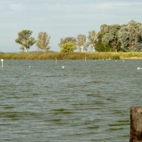 Foto de Lobos