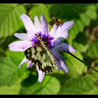 Foto de Flores del Pirineo