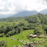 Foto: Vista de los arrozales - Baturiti