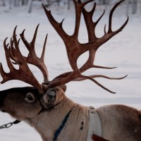 Foto de Salla