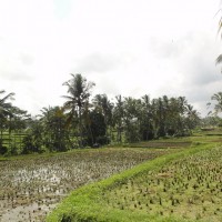 Foto: Vistas de los campos de arroz - Tegallalang