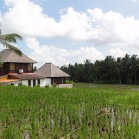 Foto: La casita de los arrozales - Tegallalang