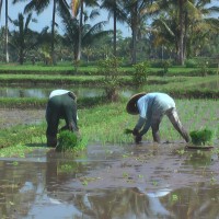 Foto: El trabajo en los campos de arroz - Pesaban