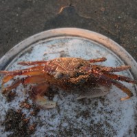Foto: Cangerejo - Crucita