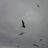 Foto: Gaviotas - Crucita