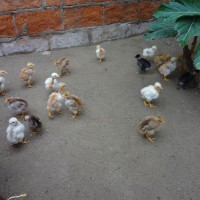 Foto: Pollitos en fuga - Crucita
