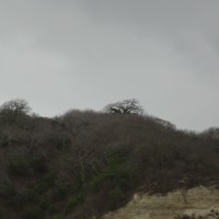 Foto: Ceibos - Crucita