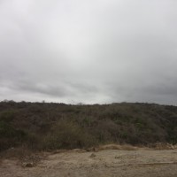 Foto: Ceibos - Crucita