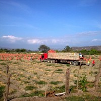 Foto: Sembrios de cebolla perla - Crucita