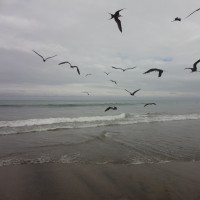 Foto: Gaviotas - Crucita