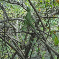 Foto: Iguana Verde - Crucita