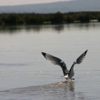 Foto de Mouley Bouslam