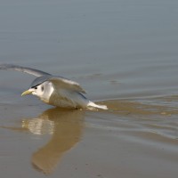 Foto de Mouley Bouslam