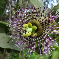 Foto: flor de granadilla - Bayushig