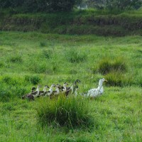 Foto: Patos - Bayushig