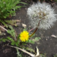 Foto: Diente de león - Bayushig