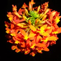 Foto: Flor de llama una Orquidea - Shell