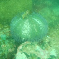 Foto: Subacuática. - Angra dos Reis