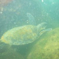 Foto: Tortugas. - San Salvador