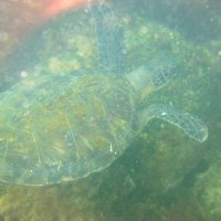 Foto: Tortugas. - Isla de Arboredo
