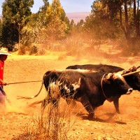 Foto: ARADO DE BUEYES - Huancayo