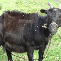Foto: Una chiva o cabra - Bayushig