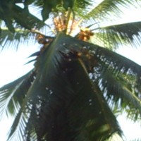 Foto de Cobeñas