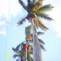 Foto de Alajuela