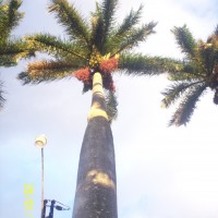 Foto de Alajuela